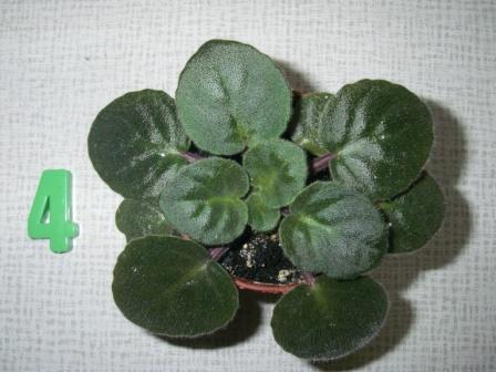 Копия IMGP3878.JPG