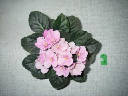Копия IMGP3870.JPG