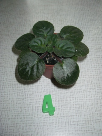 Копия IMGP3877.JPG