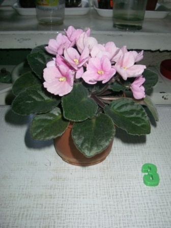 Копия IMGP3872.JPG