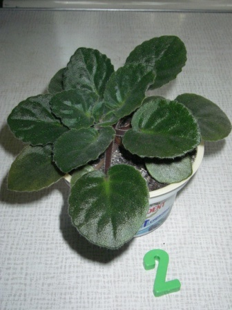 Копия IMGP3885.JPG