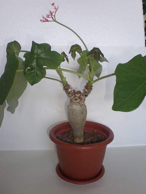 Resize of Resize of P7260006.JPG