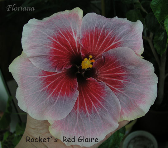 Rocket`s-Red-Glaire_.jpg
