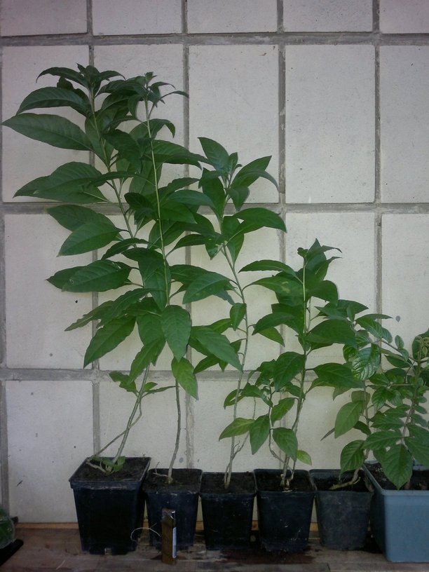 Cestrum.jpg