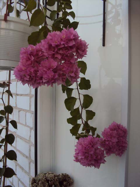 Double-Pink.-2.jpg
