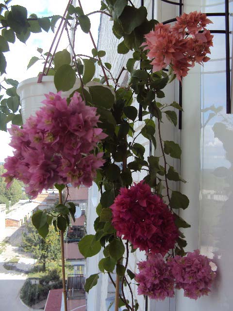 Double Salmon, Pink, Lilarose.jpg