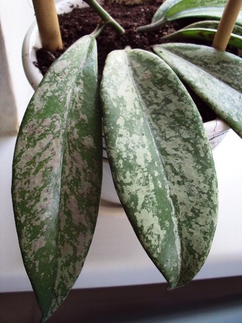 Hoya pubicalyx Silver Splesh.JPG
