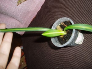 P1010018.JPG
