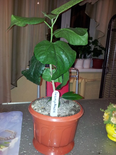 20121007_215651 (450 x 600).jpg