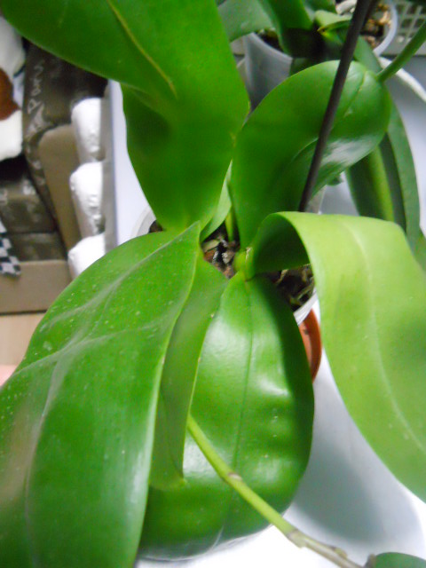DSCN3747.jpg