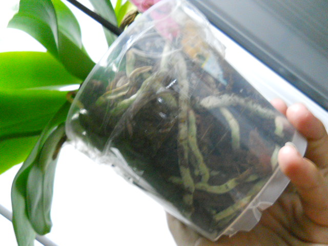 DSCN3750.jpg