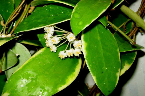 Hoya Verticillata albomargianata.jpg
