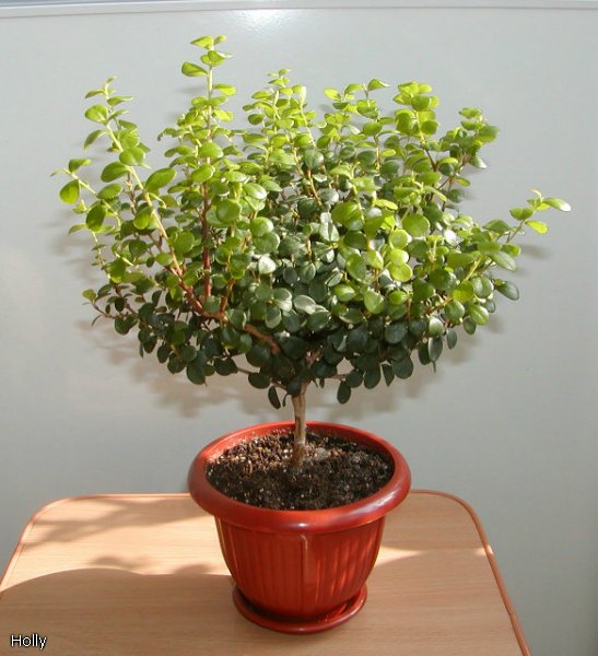 Myrsine africana c.jpg