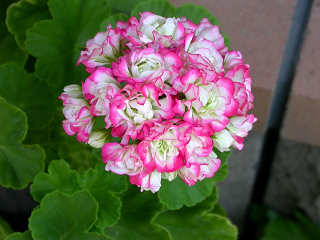 DSCN7819.JPG