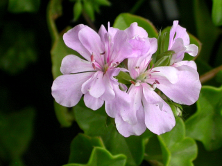 DSCN7828.JPG
