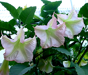 DSCN7939.JPG