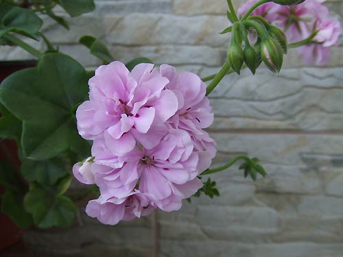Ivy-Light-Lavender2.jpg