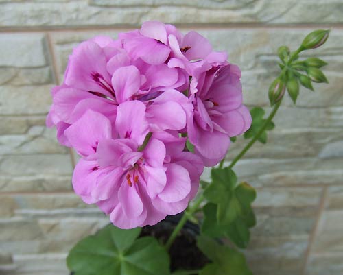 Costa_Dorada_Lilac_Blue_mam.jpg