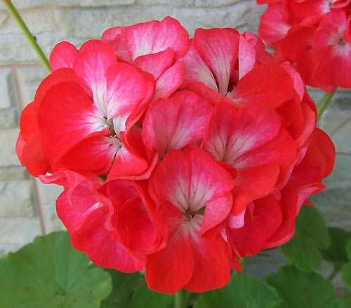 Tinto_Bicolor.jpg