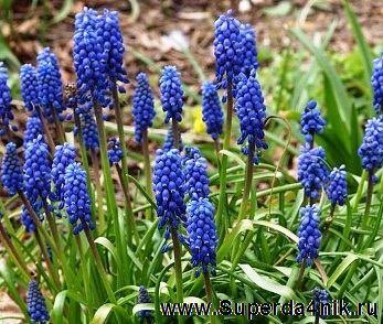 muscari-posadka-uhod.jpg