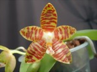 phal-amboinensis-289-medium.jpg