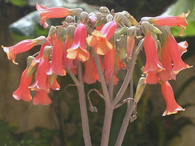 Kalanchoe_tubiflora_f.jpg