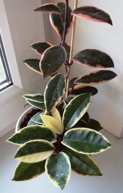 Hoya carnosa 'Krimson Queen' 1.JPG