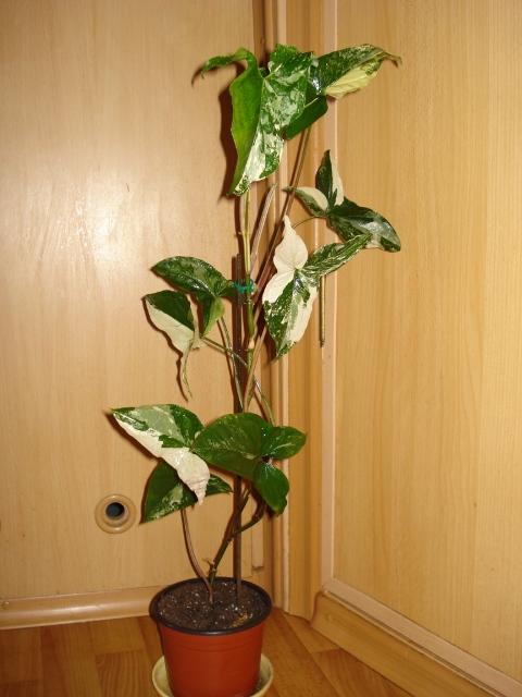 DSC07325.JPG