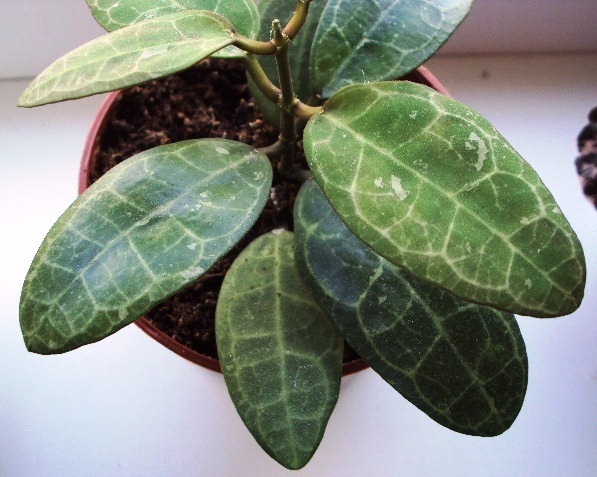 Hoya elliptica splash.JPG