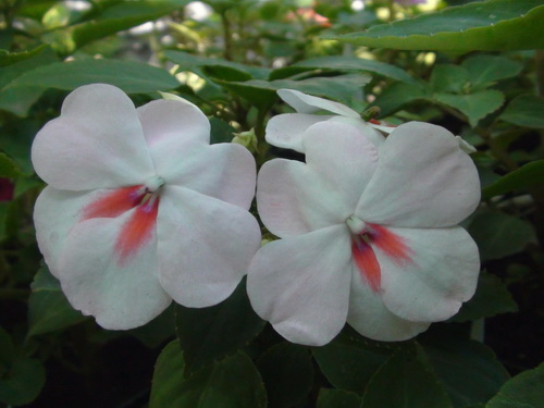 DSC02253.JPG
