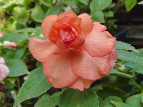 Salmon Chiffon1.jpg