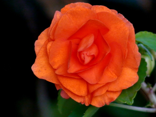 DSC02417.JPG