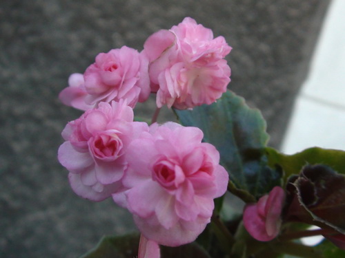 DSC04747.JPG