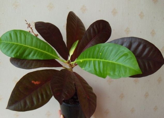 DSCN6609.JPG