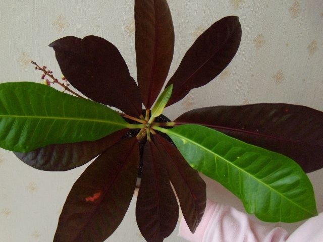 DSCN6610.JPG