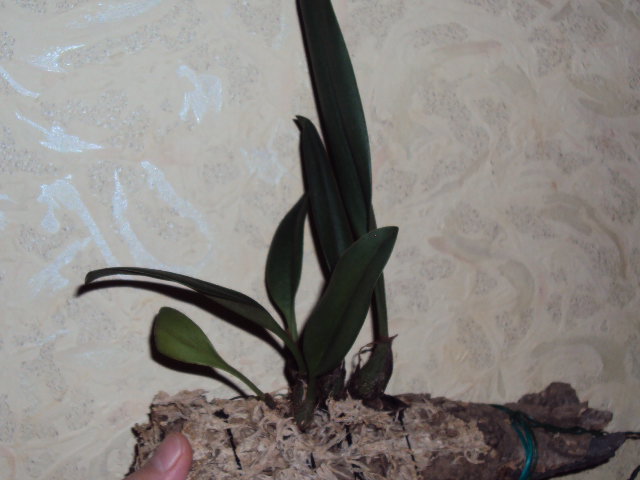 DSC06842.JPG