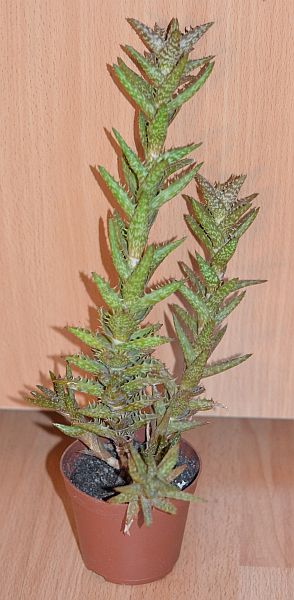 DSC_8727.JPG