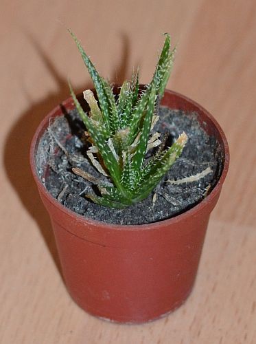 DSC_8731.JPG