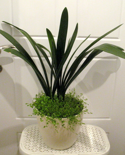 clivia_orange.JPG