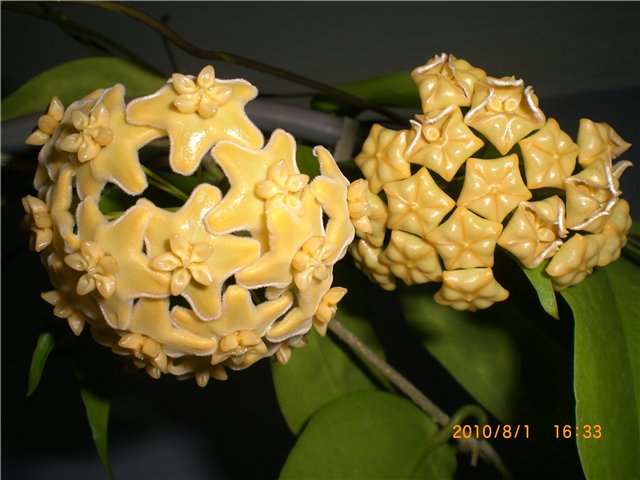 Hoya kenejiana Yellow ..jpg