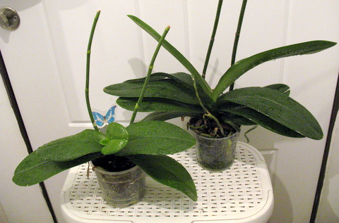 2_phal.JPG