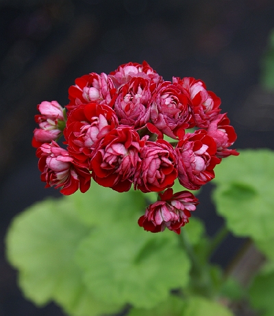 'Cook's Scarlet and White' (интернет).jpg