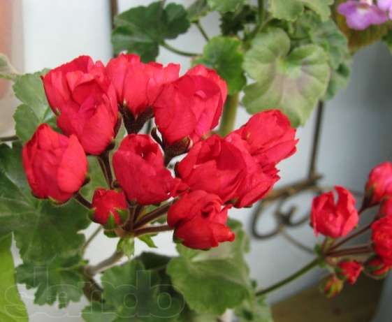 75007375_4_644x461_prodam-pelargonii-dom-i-sad.jpg