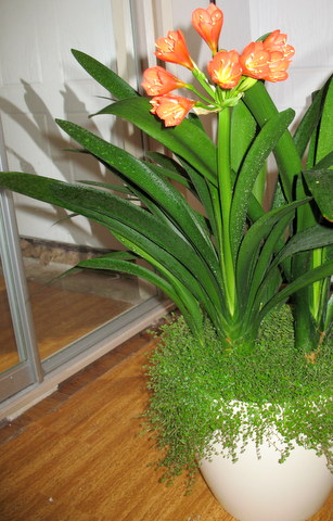 clivia.jpg
