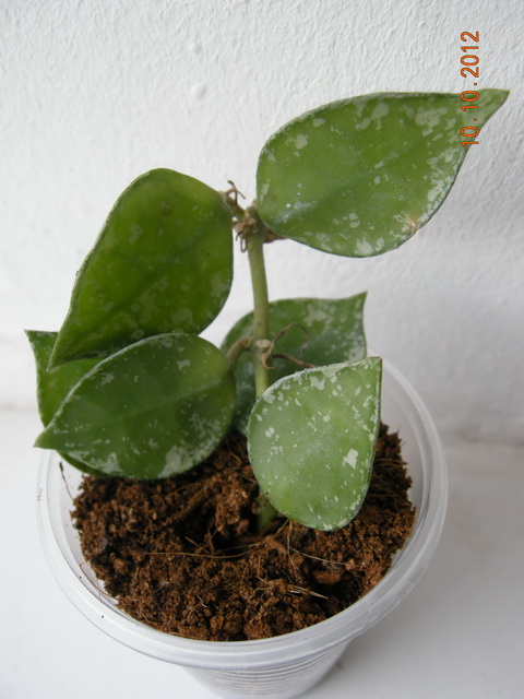 DSCN0655.JPG