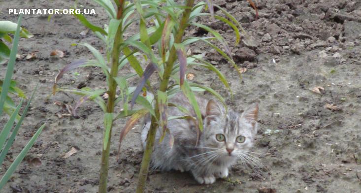 котенок.jpg