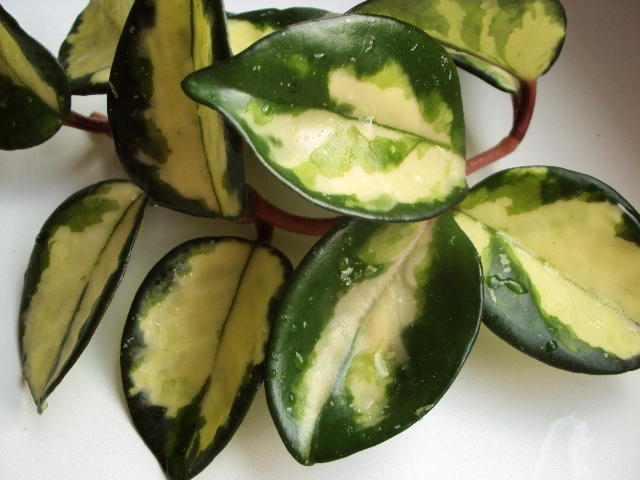 Hoya carnosa Rubу.JPG