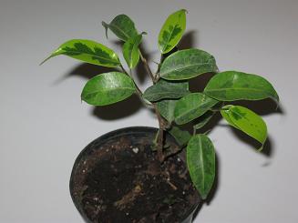 ficus.JPG