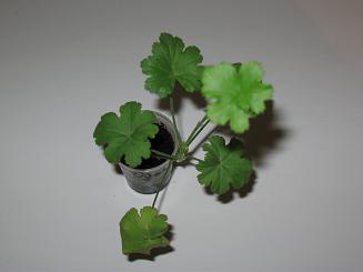 pelargonium.JPG