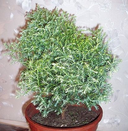криптомария.jpg